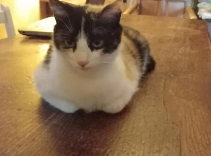 Апартаменты Casa Morelli